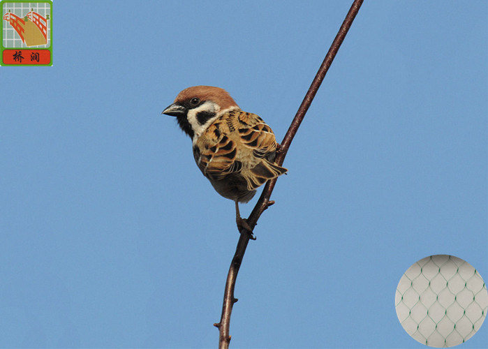 Warna Hijau Plastik Bird Proof Netting Diekstrusi Kelambu Burung